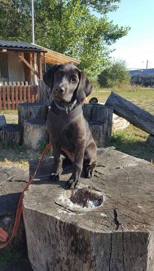 Maura in Welpenstunde