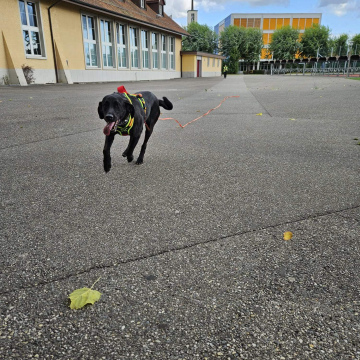 Freies Trailen UFZ Seewen (1.11.2026 - morgen)