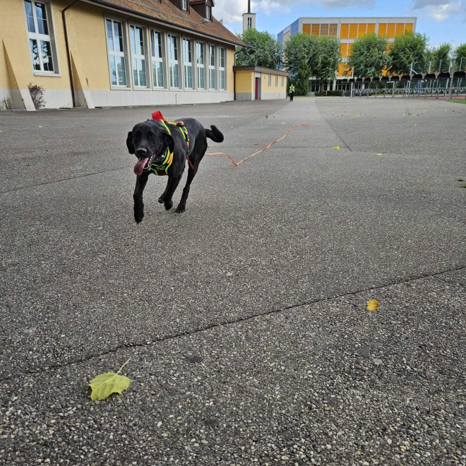 Freies Trailen UFZ Seewen (1.11.2026 - morgen)