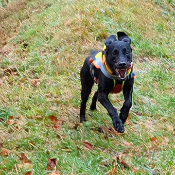 Freies Trailen UFZ Seewen (1.11.2026 - Nachmittag)