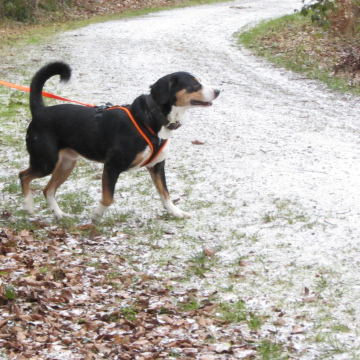 Abendtrail Sommer (28.8.26)